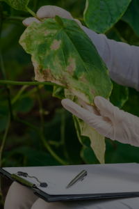 servizio agronomico servizi vanoschi
